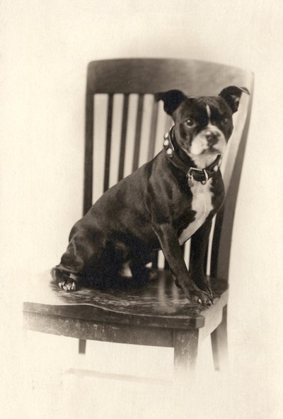 Pugile seduto su una sedia, c.1890 da Unknown artist