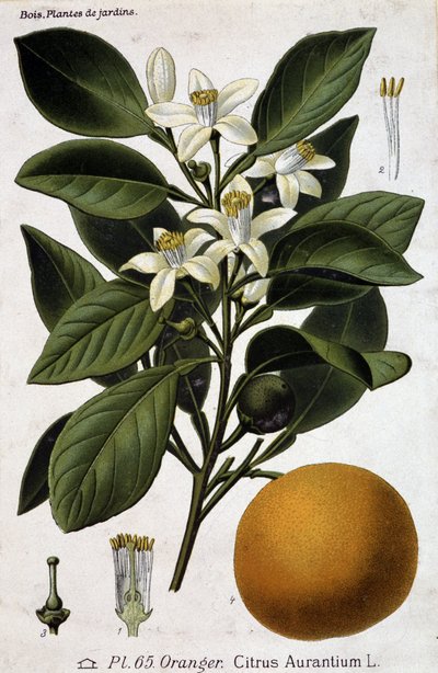 Ramo, fiore e frutto dell
