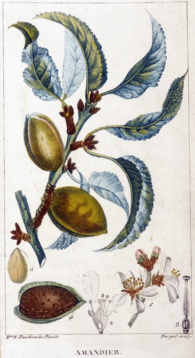 Ramo, fiore e frutto del mandorlo - tavola botanica da Unknown artist