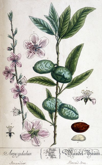 Ramo, fiore e frutto del mandorlo da Unknown artist