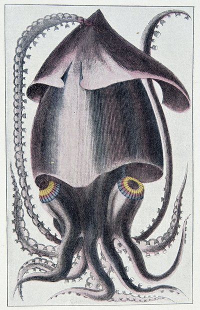 Calamaro brasiliano - dopo Denys Montfort in "Histoire naturelle générale et particulière des mollusques", Parigi da Unknown artist
