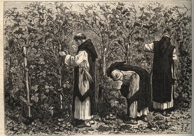 Monaci di Borgogna che coltivano la vite - di Louis Figuier - fine del XIX secolo da Unknown artist