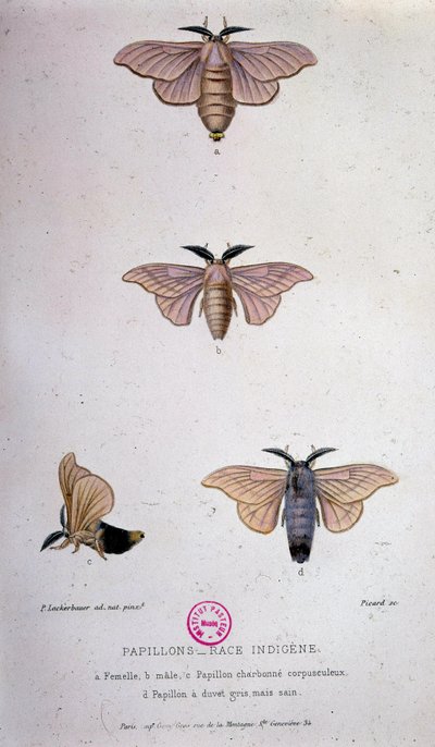 Farfalle: Malattia del baco da seta - Studio di Pasteur da Unknown artist