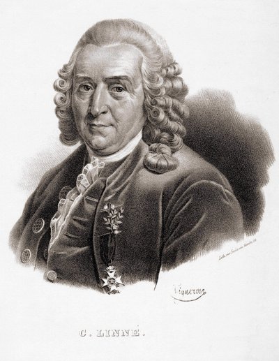 Carl Von Linné naturalista e scrittore svedese (1707 - 1778) da Unknown artist