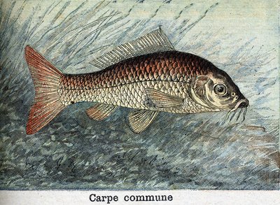 Carpa comune. Incisione del 1898 da Unknown artist