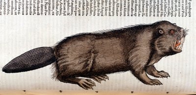 Castoro - in "Historia Animalium" di Conrad Gesner, Tiguri da Unknown artist