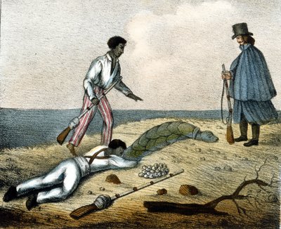 Raccolta di uova di tartaruga. Incisione del XIX secolo. da Unknown artist