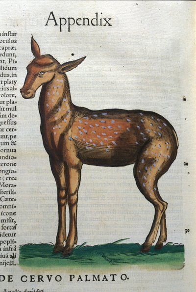 Cervidae (antilope?) in Historia Animalium di Conrad Gesner (1516 - 1565), Tiguri da Unknown artist