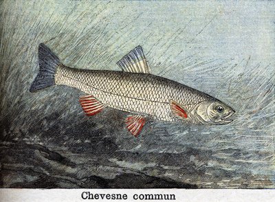 Chevense commun, incisione del 1898 da Unknown artist