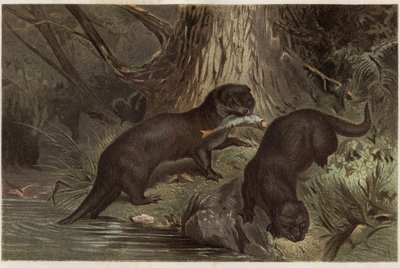 Lontra cilena - lontra del fiume meridionale, Lontra provocax - incisione da 