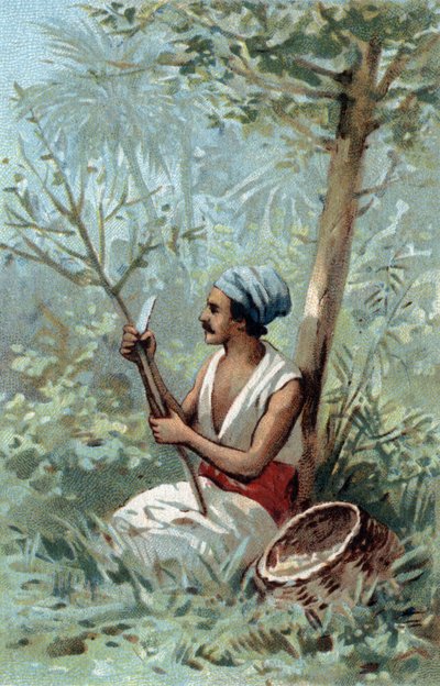 Raccolta di cannella a Ceylon. Cromolitografia della fine del XIX secolo da Unknown artist