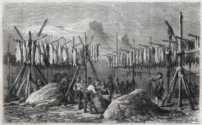 Essiccazione del merluzzo a Fiskerness in Groenlandia - Incisione da 