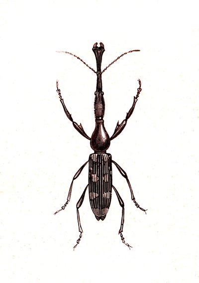 Coleotteri: Brenthus Temminchii da Unknown artist