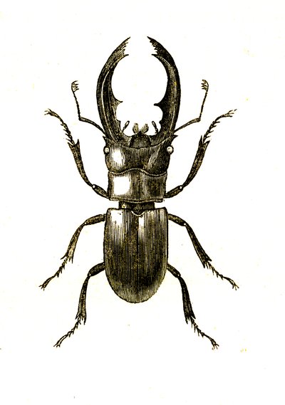 Coleotteri: Hexarthrius Buqueti o Lucanus da Unknown artist