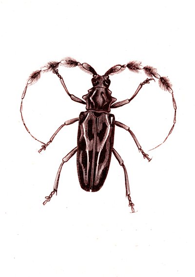 Coleotteri: Lophocerus barbatus da Unknown artist