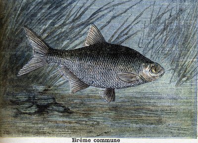 Breme comune. Incisione del 1897 da Unknown artist