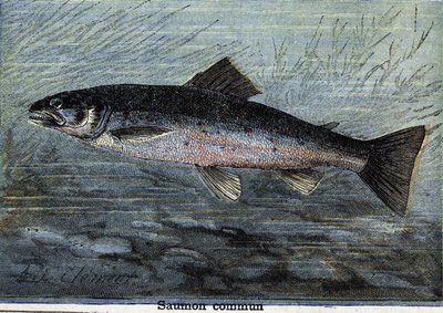 Salmone comune. Incisione del 1897 da Unknown artist