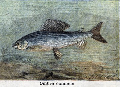 Ombra comune. Incisione del 1898 da Unknown artist