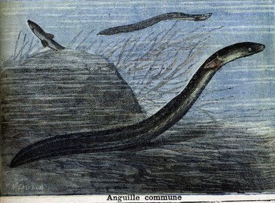 Anguilla comune. Incisione del 1897 da Unknown artist