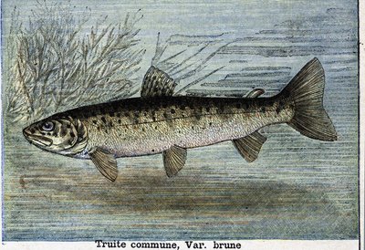 Trota comune. Incisione del 1897 da Unknown artist