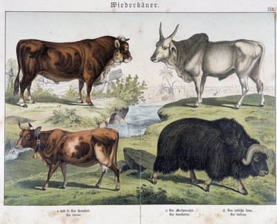 Mucca, bue, yak - in "Natural History of Mammals", ed. Schreiber da Unknown artist