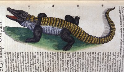 Coccodrillo. in Historia Animalium di Conrad Gesner (1516 - 1565), Tiguri da Unknown artist