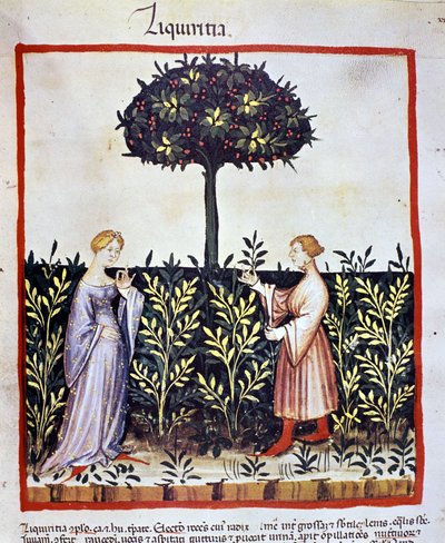 Coltivazione di piante medicinali: raccolta della liquirizia (legno o radice). Miniatura dal "Tacuinum sanitatis" da Unknown artist