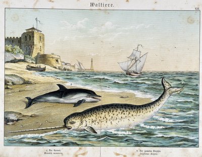 Delfino e narvalo (o narvalo), un cetaceo - in "Natural Stories of Mammals", ed. Schreiber da Unknown artist
