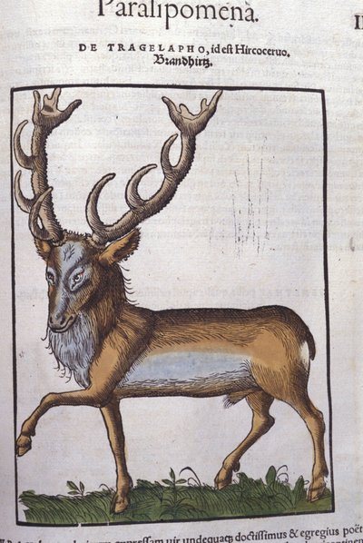 Cervo dopo Historiae animalium di Konrad Gesner, Tiguri da Unknown artist