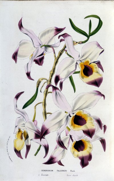 Dendrobium falconeri: famiglia delle orchidee da Unknown artist