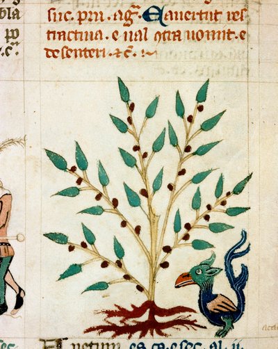 Descrizione di un albero e di un animale fantastico. Miniatura tratta da un manoscritto provenzale di tipo Dis des philosophes (MS Palat. 586) XIV secolo Biblioteca Nazionale Firenze da Unknown artist