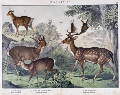 Daino, alce - in "Natural histories of mammals", ed. Schreiber da Unknown artist
