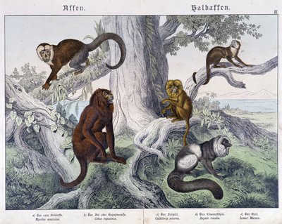 Diverse razze di scimmie - in "Natural histories of mammals", ed. Schreiber da Unknown artist