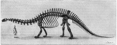 Scheletro di dinosauro: "Brontosaurus excelsus", marzo. Giurassico superiore delle Montagne Rocciose. Riproduzione del disegno comunicato da Mr. March ad Albert Gaudry dell