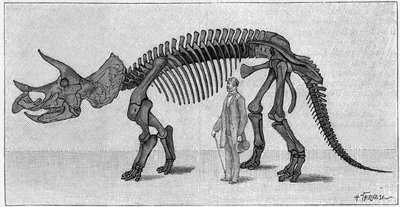 Scheletro di dinosauro: "Triceratops prorsus", marzo. Cretaceo superiore delle Montagne Rocciose. Riproduzione del disegno comunicato dal Sig. March ad Albert Gaudry dell