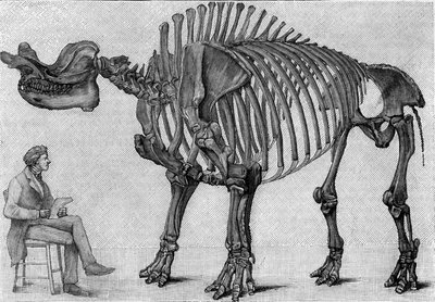 Scheletro di dinosauro: "Brontops robustus", marzo. Miocene delle Montagne Rocciose. Riproduzione del disegno comunicato dal Sig. March ad Albert Gaudry dell