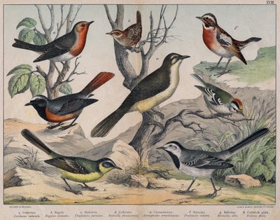 Diverses illustration of birds "Storia" degli uccelli naturali". ed. Hoepli, Milano da Unknown Artist