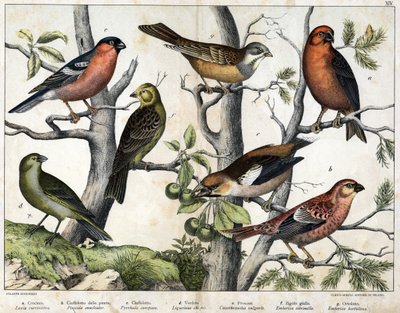 Diverses illustration of birds "Storia" degli uccelli naturali". ed. Hoepli, Milano da Unknown Artist
