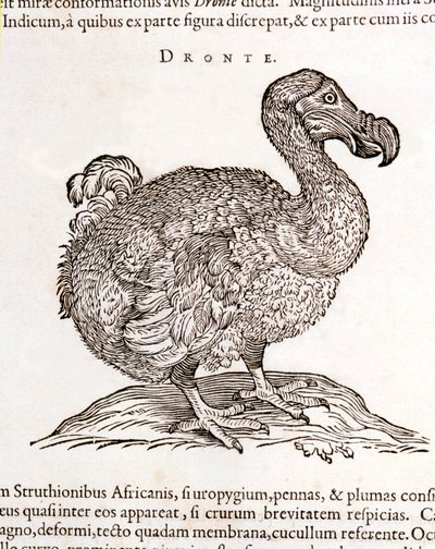 Dodo o Dronte. Uccello scomparso - in "De Indiae utriusque re naturali et medica" di Gulielmi Pisonis, Amsterdam da Unknown artist