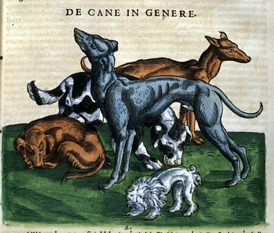 Cani dalla Historia Animalium di Conrad Gesner, Tiguri 1560. Biblioteca nazionale Braidense. Milano da Unknown artist