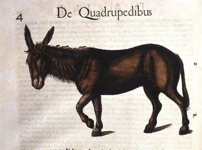 Asino da Historia Animalium di Conrad Gesner, Tiguri 1560 da Unknown artist