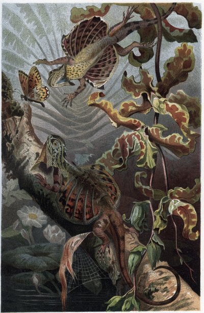 Draco volans, varietà di lucertola arboricola - Draco (genere) (draghi volanti) - incisione da “La vita degli animali” di Alfred Edmund Brehm da Unknown artist