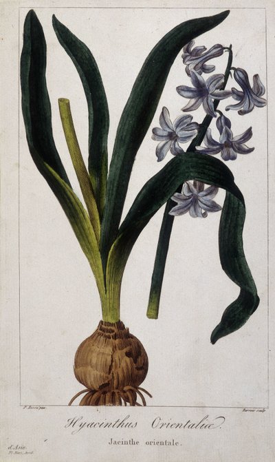 Giacinto orientale (Hyacinthus Orientalis) Tavola botanica di piante asiatiche del XIX secolo. da Unknown artist