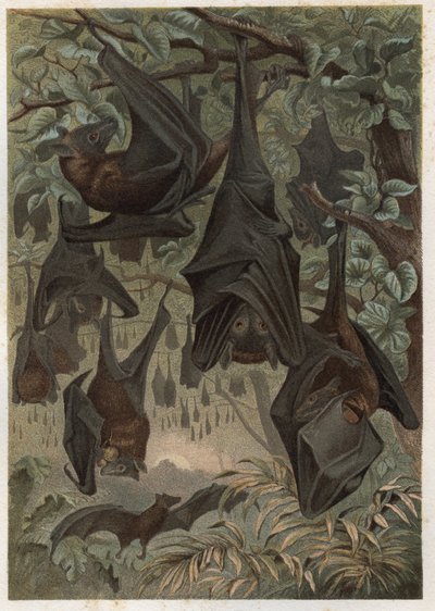Pipistrello della frutta egiziano o rousette egiziana (Rousettus aegyptiacus) - incisione da 