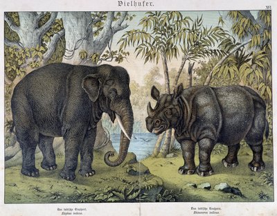 Elefante e rinoceronte - in "Natural histories of mammals", ed. Schreiber, Monaco da Unknown artist