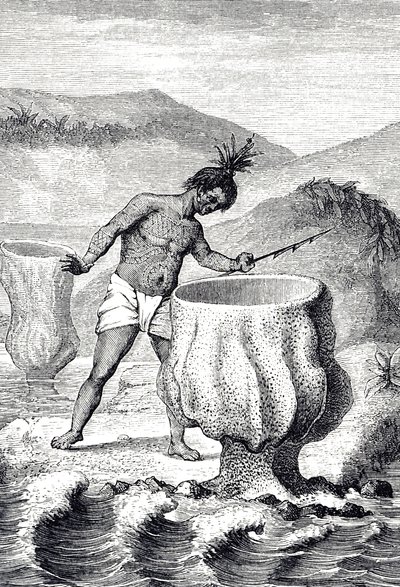 Incisione che raffigura una varietà di spugna chiamata Calice di Nettuno (Thalassema Neptune) da Unknown artist