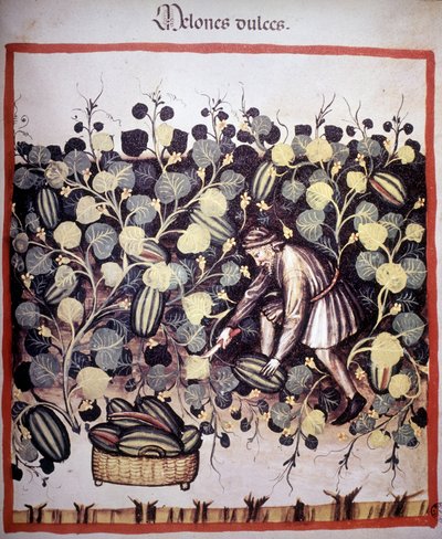 Incisione che rappresenta la raccolta di meloni dal "Tacuinum Sanitatis". B.N, Vienna. da Unknown artist