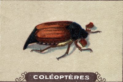 Entomologia: rappresentazione di un moschettone, serie di insetti, inizio del XX secolo (cromo) da Unknown Artist