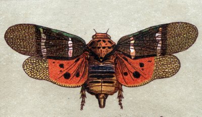 Entomologia: rappresentazione di una cicala con nove macchie, serie di insetti, inizio del XX secolo (cromo) da Unknown Artist