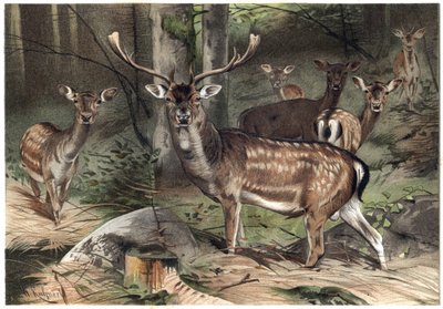 Cervo europeo - Il daino (Dama dama) - incisione da “La vita degli animali” di Alfred Edmund Brehm da Unknown artist